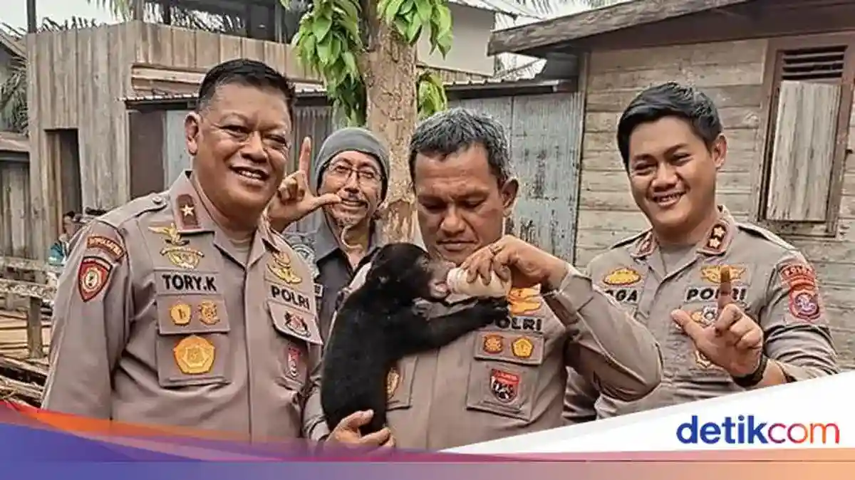Meli Diselamatkan dari Kebakaran Hutan di Kalimantan Tengah