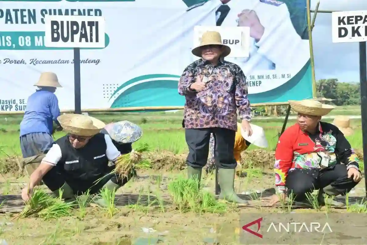 Produksi Beras Sumenep Tumbuh 3,64 Persen hingga November 2026